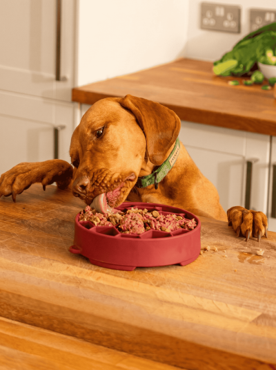 Dog eating raw dog food in Ontario